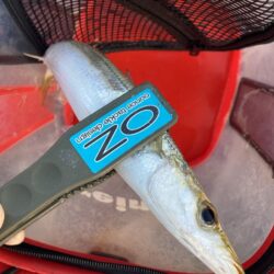 朝マズメのカマス調査