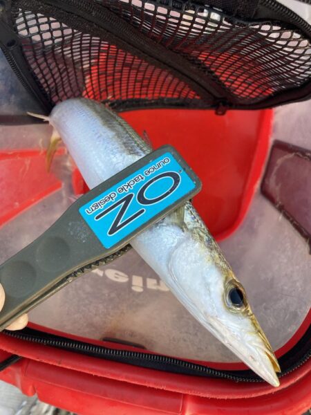 朝マズメのカマス調査