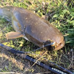 ライギョとナマズ