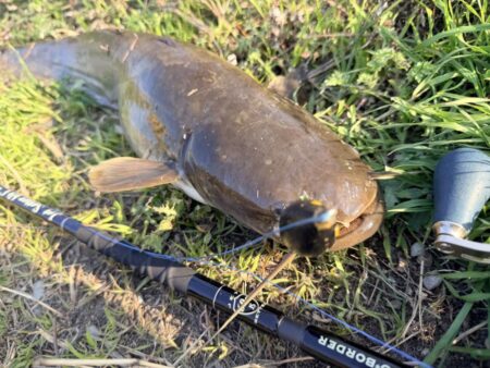 ライギョとナマズ