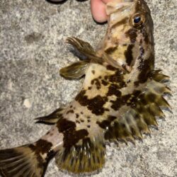 メバル⑨、タケノコメバル②