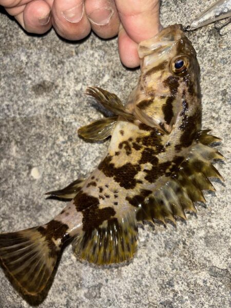 メバル⑨、タケノコメバル②