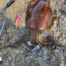 春イカはじめました^ - ^