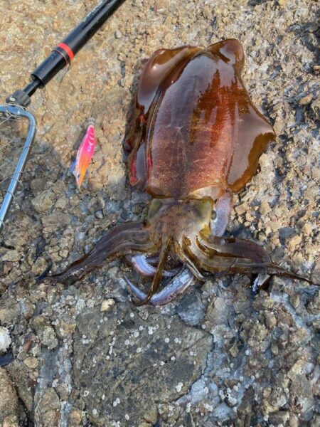 春イカはじめました^ - ^