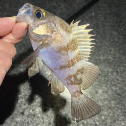 渋い日が続きます