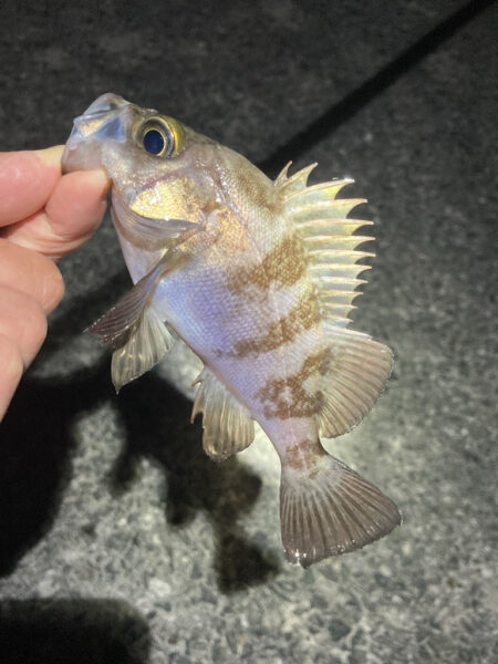 渋い日が続きます