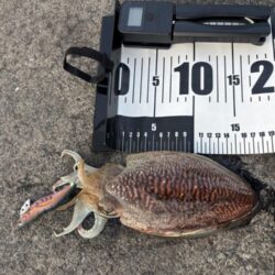 エギ王K 軍艦グリーン