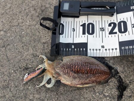 エギ王K 軍艦グリーン