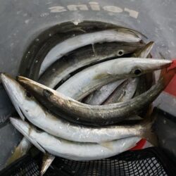 朝マズメのカマス調査