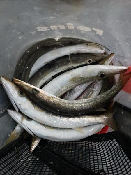 朝マズメのカマス調査