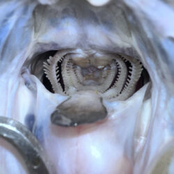 アミパターン攻略？！