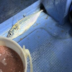 鳥取港近海デカアジサビキ釣り｜今回も激渋！