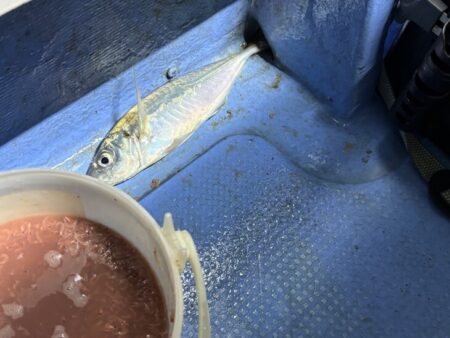 鳥取港近海デカアジサビキ釣り｜今回も激渋！