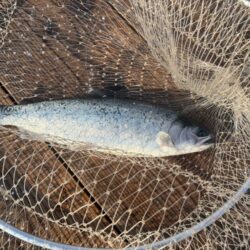 水宝でサーモン釣り｜厳しい！