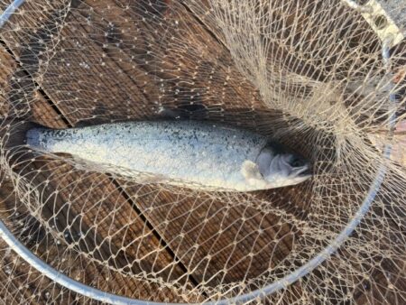 水宝でサーモン釣り｜厳しい！