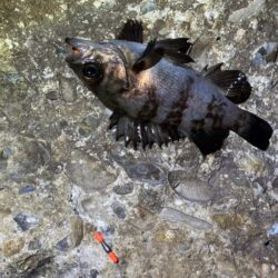 本荘人口島でメバリング｜スプリットで何とか反応！