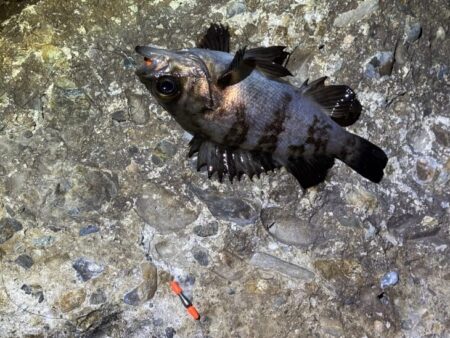 本荘人口島でメバリング｜スプリットで何とか反応！