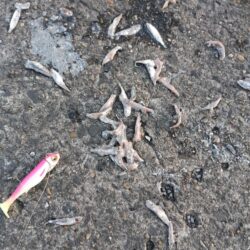 今年の初釣り(^^)