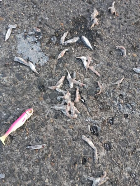 今年の初釣り(^^)