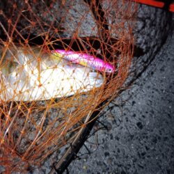 連日の釣果　シーバス２匹