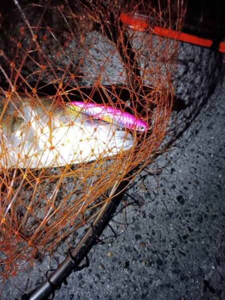 連日の釣果　シーバス２匹