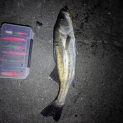 3日連続シーバスの釣果(^^)