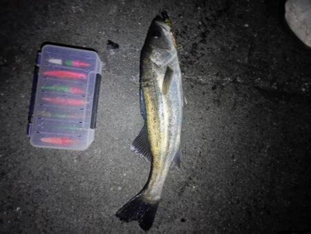 3日連続シーバスの釣果(^^)