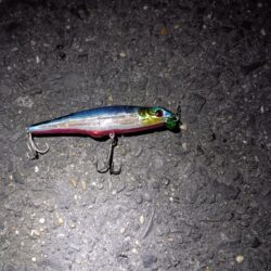 4日連続シーバスの釣果(^O^)