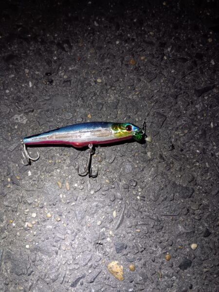 4日連続シーバスの釣果(^O^)