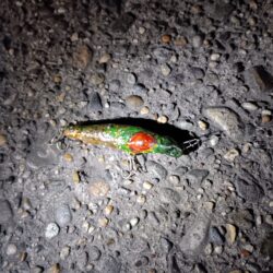 5日連続シーバスの釣果(^^)v