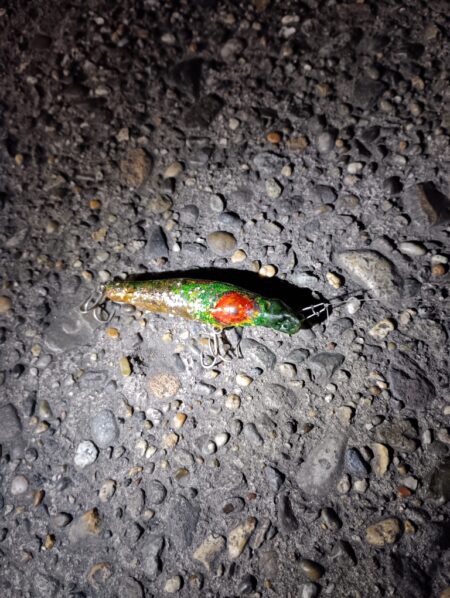 5日連続シーバスの釣果(^^)v