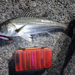 シーバス5匹（43cm〜55cm）