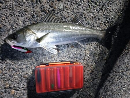 シーバス5匹（43cm〜55cm）