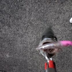 シーバス3匹（45cm〜50cm）