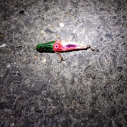 シーバス2匹(42cmと45cm)