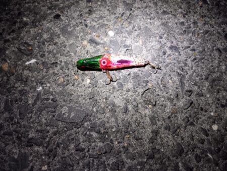 シーバス2匹(42cmと45cm)