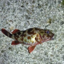 数年ぶりのリベンジへ。