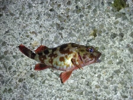 数年ぶりのリベンジへ。