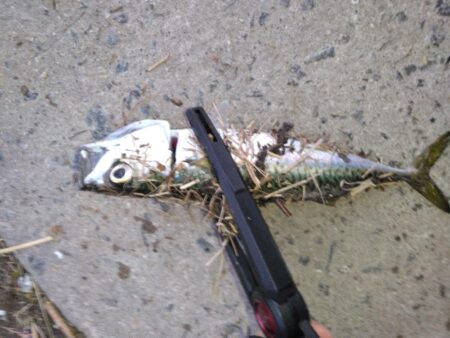 ボウズ覚悟でしたが、