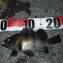 メバリング日和