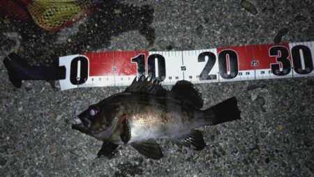 メバリング日和