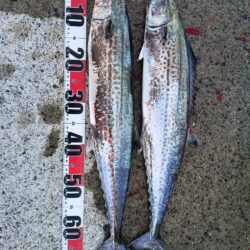 だいぶサイズが落ちてきた