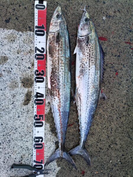 だいぶサイズが落ちてきた