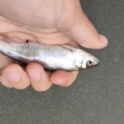 久しぶりにチャビングでカワムツ