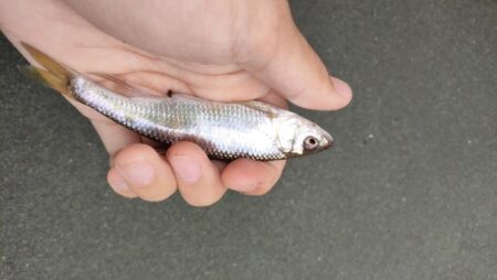 久しぶりにチャビングでカワムツ