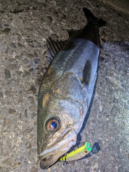 久しぶりの釣行