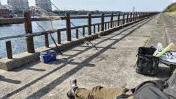 乗っ込みチヌ開幕‼【エビ撒き釣り】