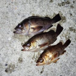 少数精鋭でした