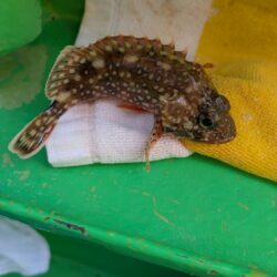 キス釣り☆荒川屋