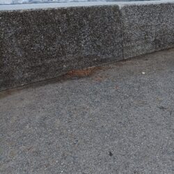 フィッシュイーター不在につき